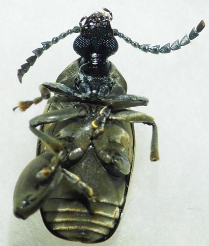 Pachymerus bactris